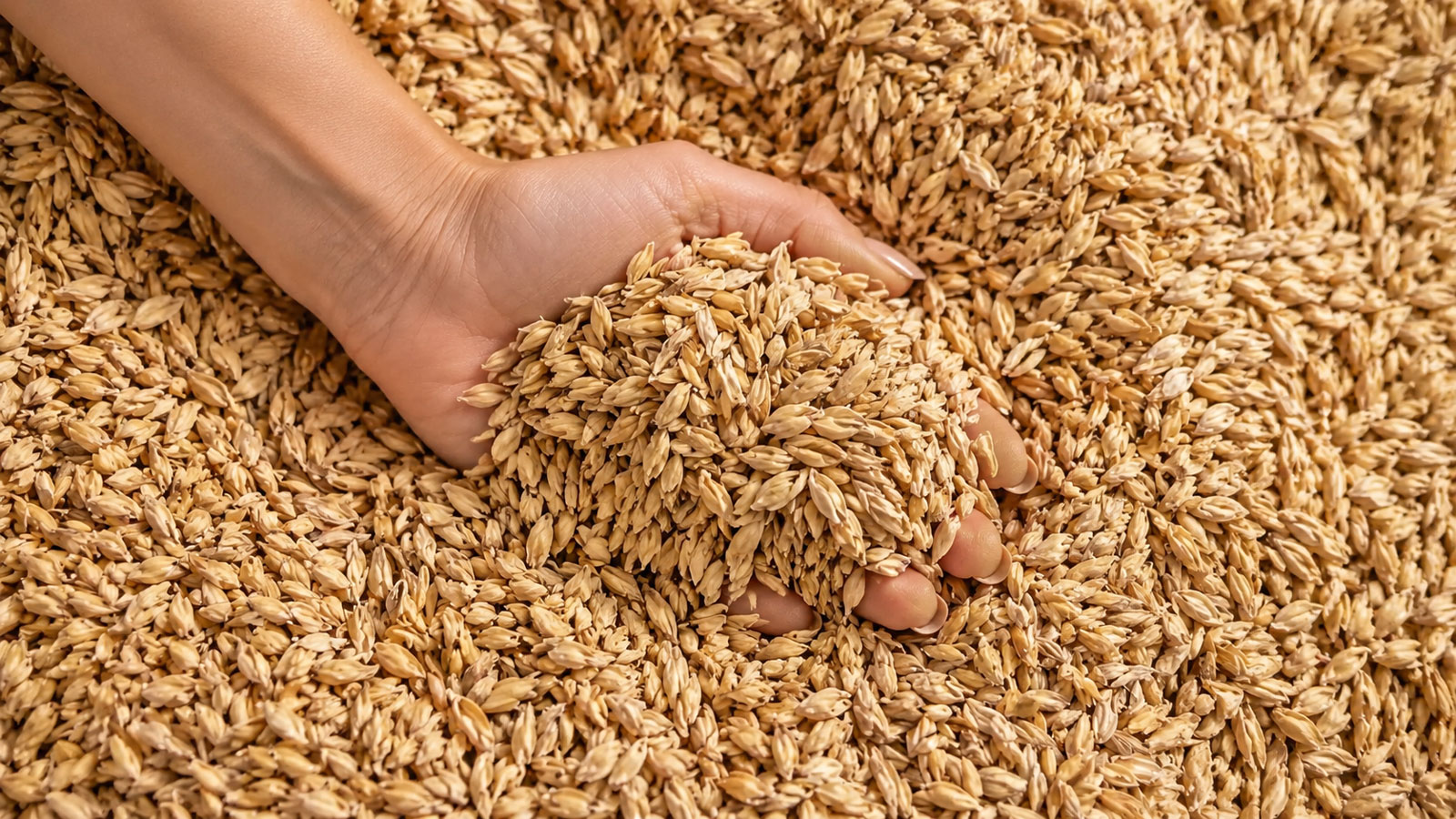 una mano si immerge e mostra la pula di farro